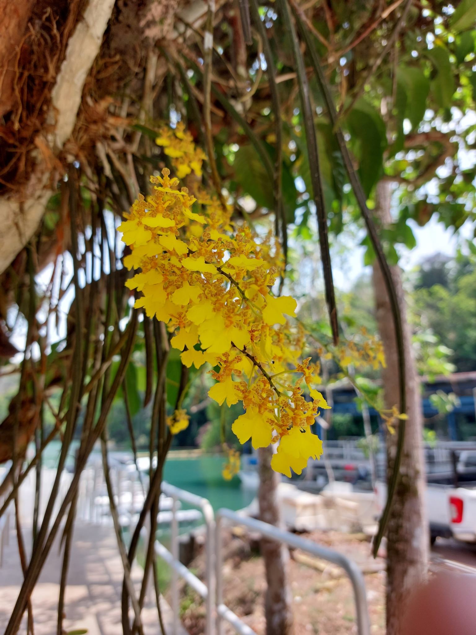 Oncidium stipitatum